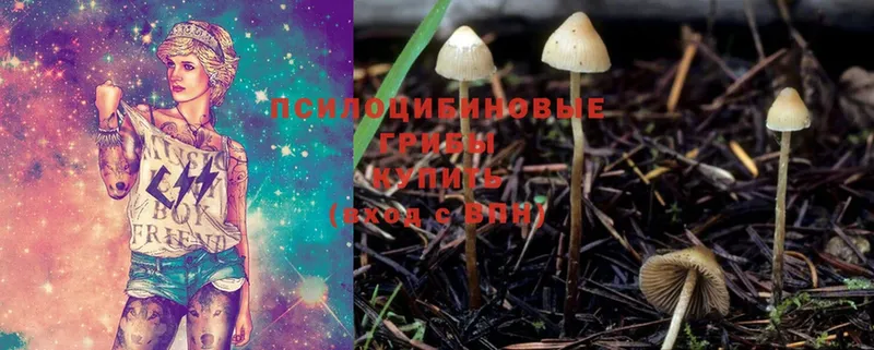 купить   ОМГ ОМГ онион  Псилоцибиновые грибы Psilocybe  Заполярный 