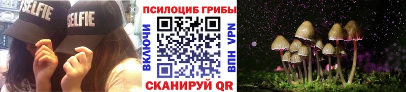 где продают   Заполярный  Псилоцибиновые грибы Psilocybine cubensis 